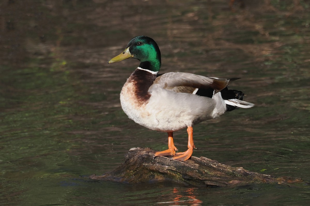 Canard colvert - ML619898760