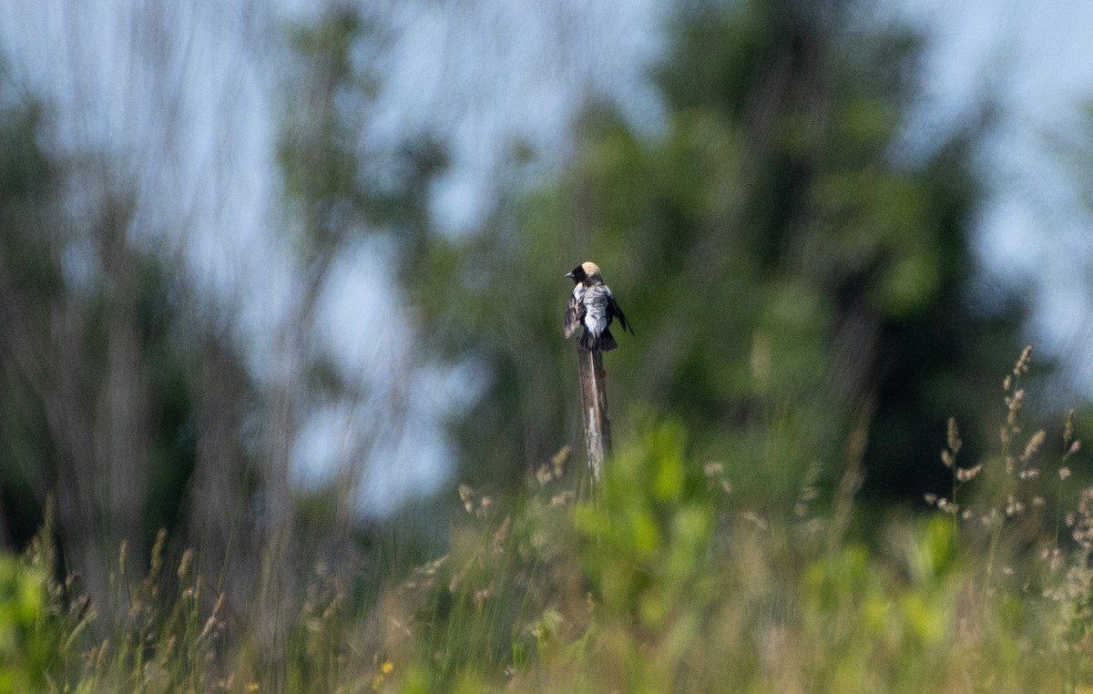 Bobolink - ML619898770