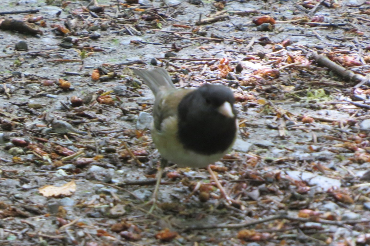 Dark-eyed Junco - ML619898773