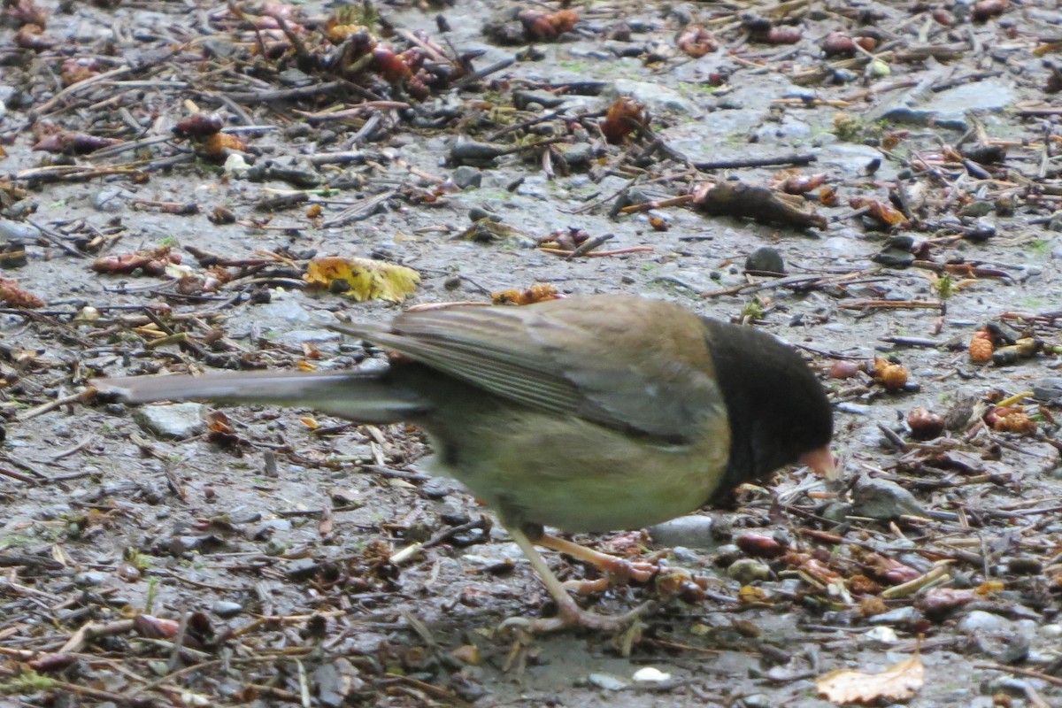 Dark-eyed Junco - ML619898774