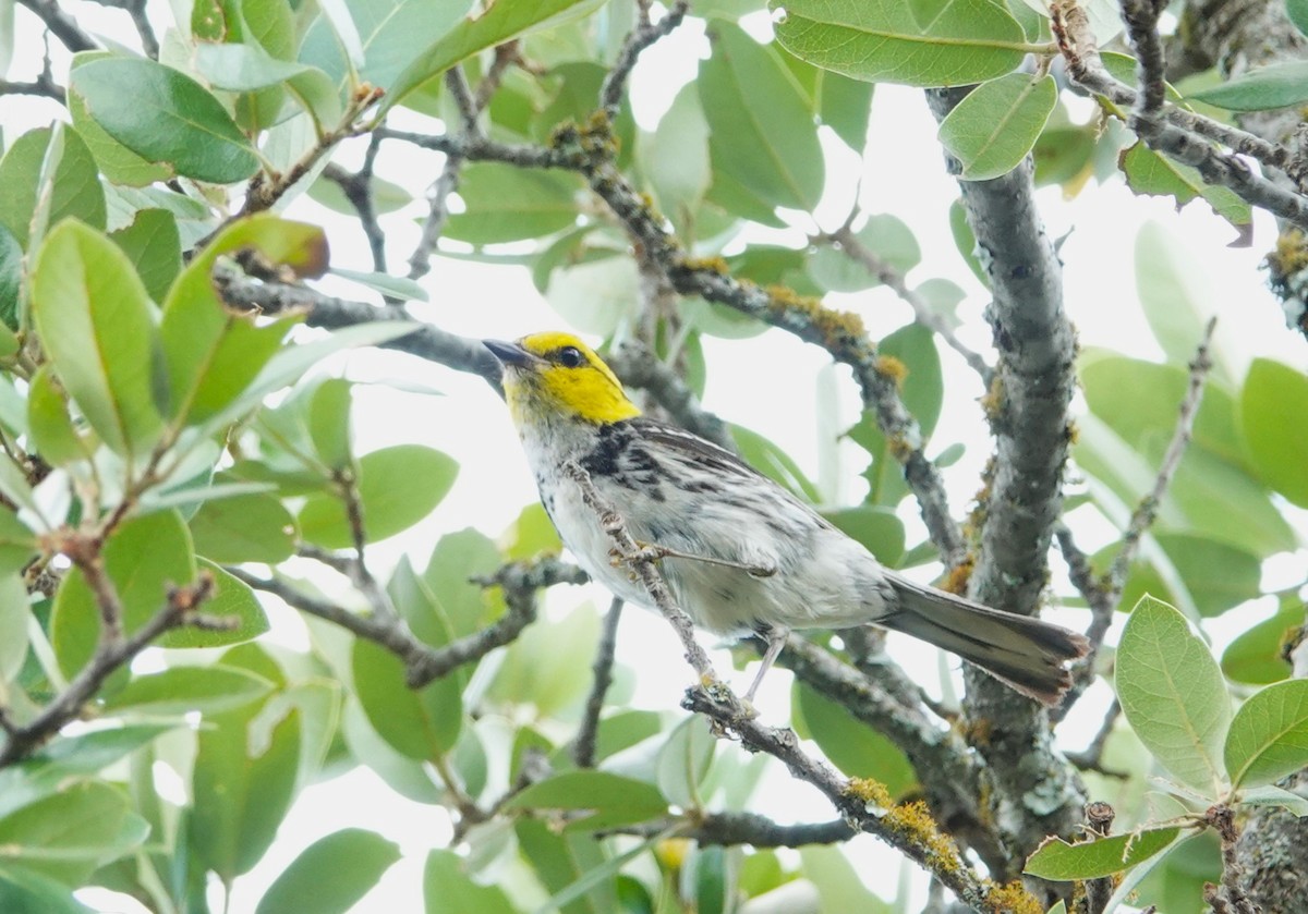 Golden-cheeked Warbler - ML619898779