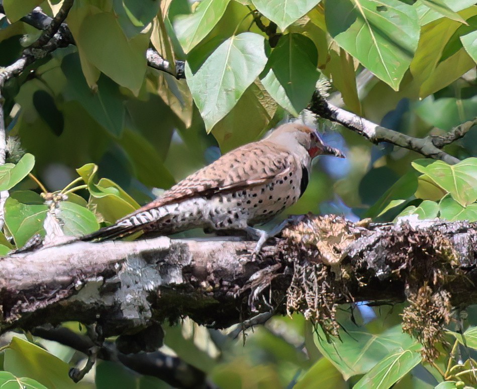 Northern Flicker - ML619898796