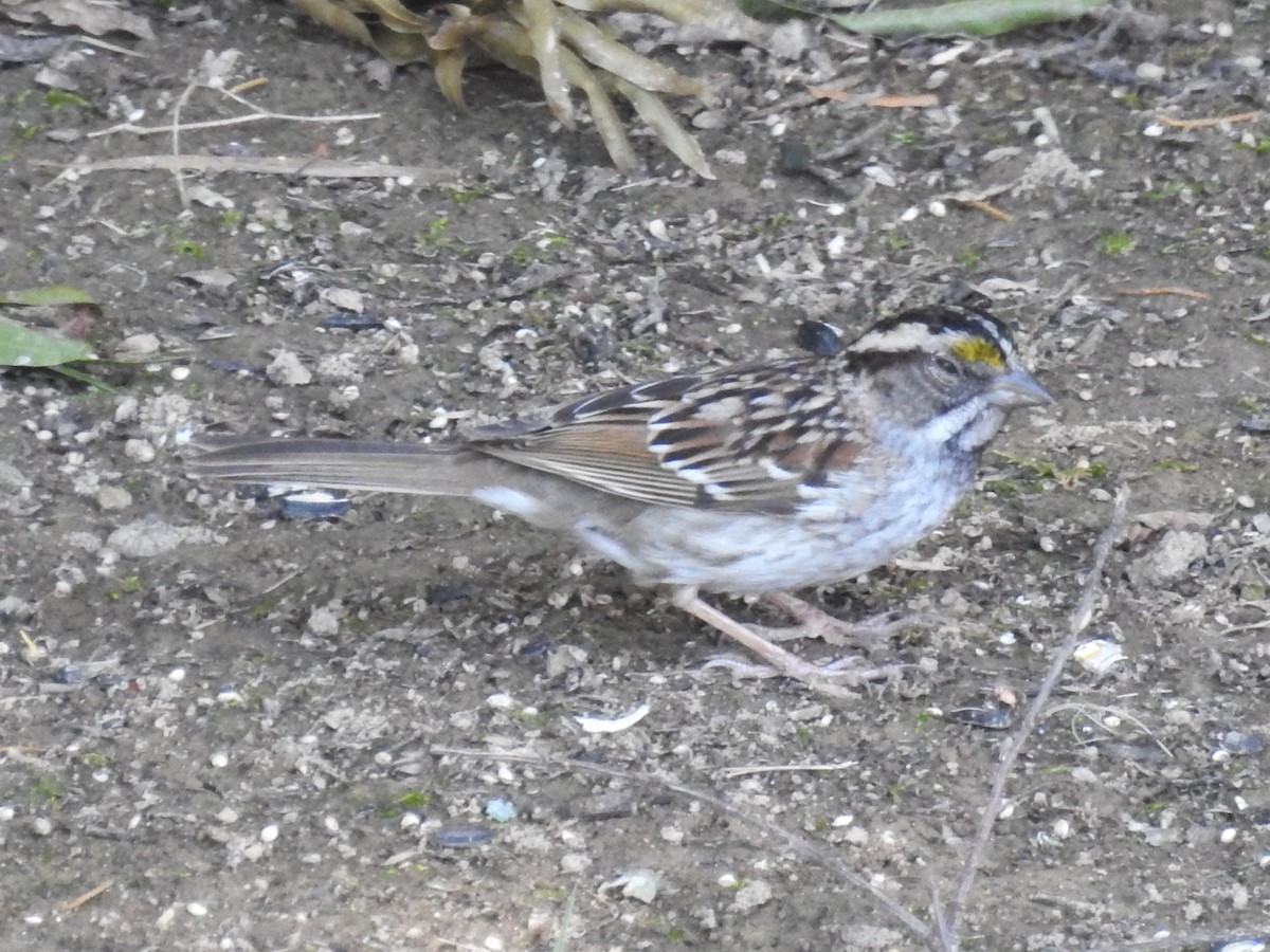 White-throated Sparrow - ML619898802