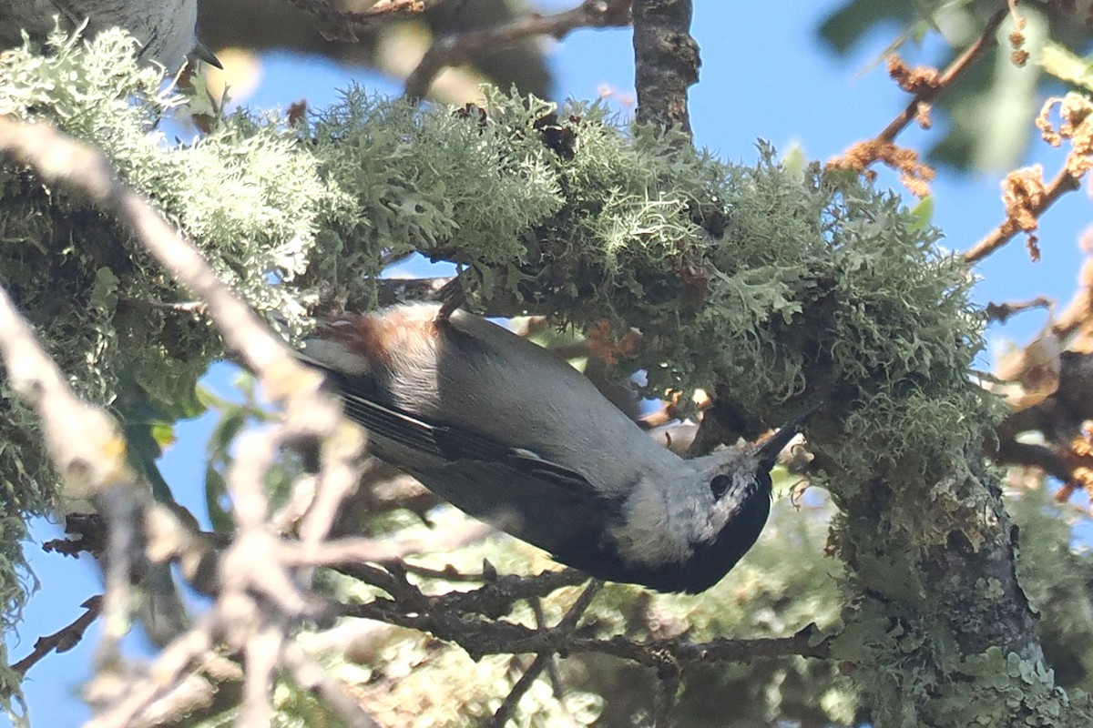 White-breasted Nuthatch - ML619898808