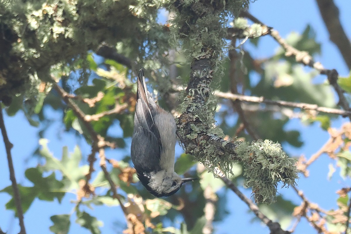 White-breasted Nuthatch - ML619898809