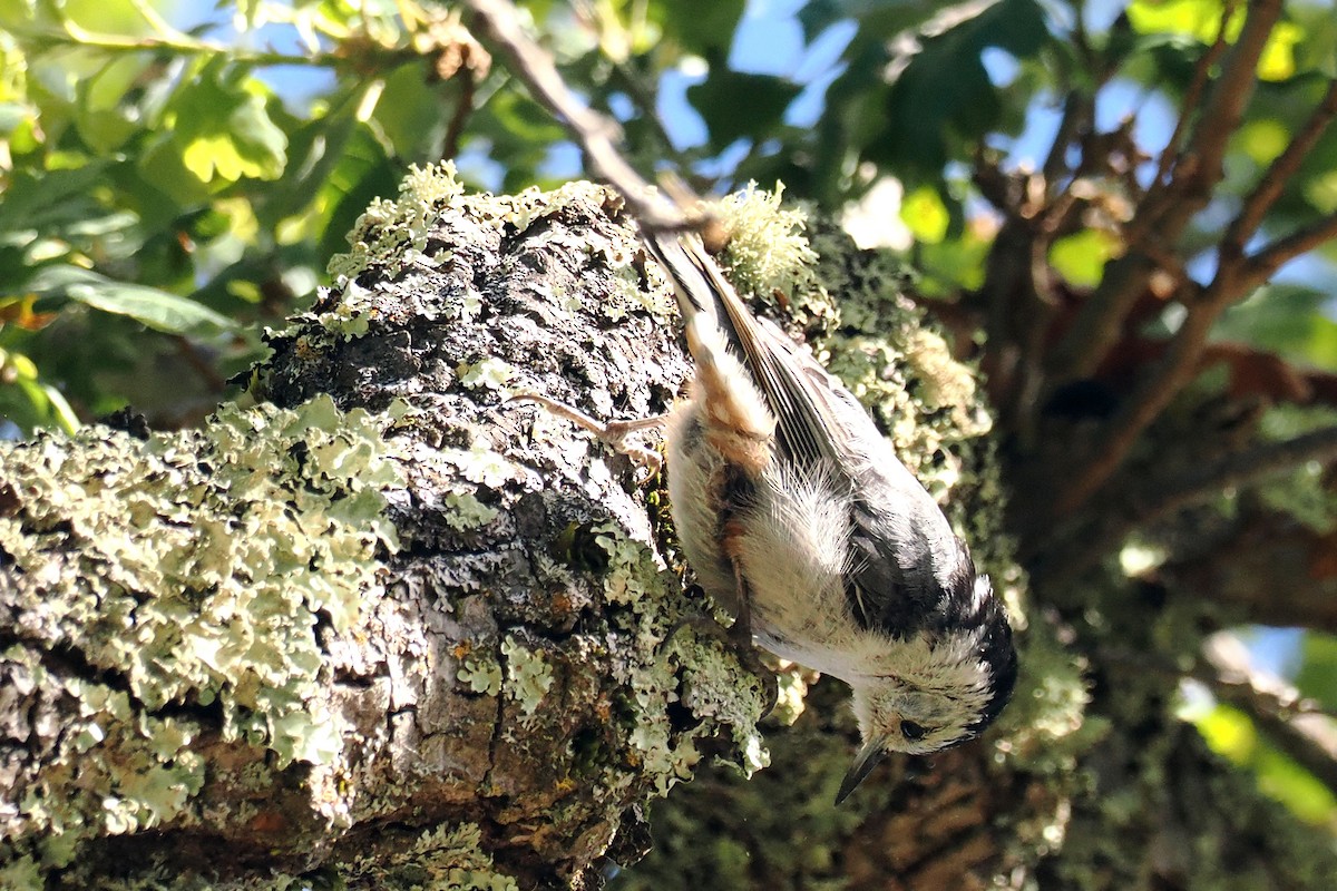 White-breasted Nuthatch - ML619898811