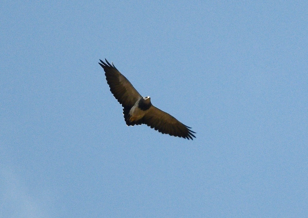 Black-chested Buzzard-Eagle - ML619898814