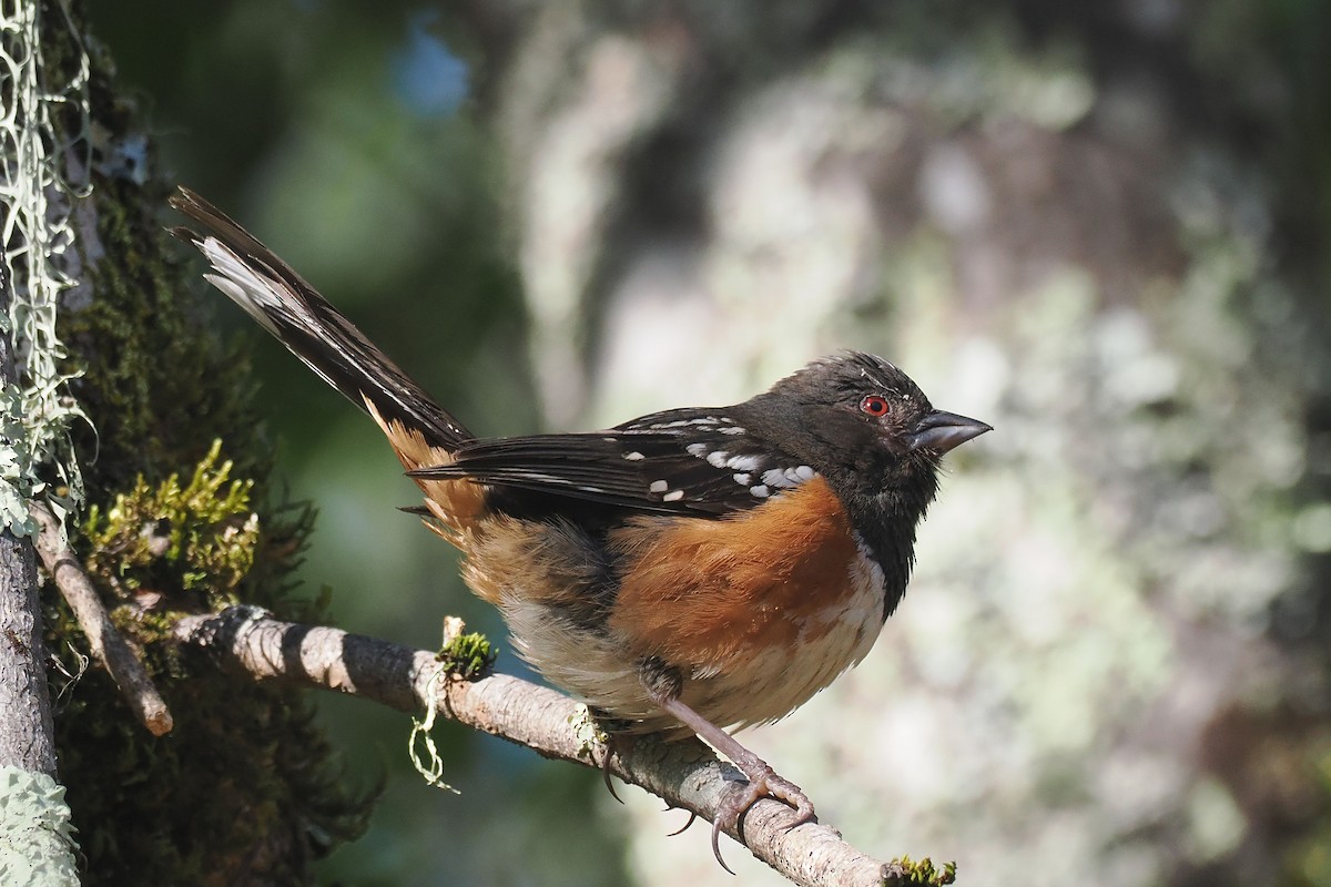 Spotted Towhee - ML619898820