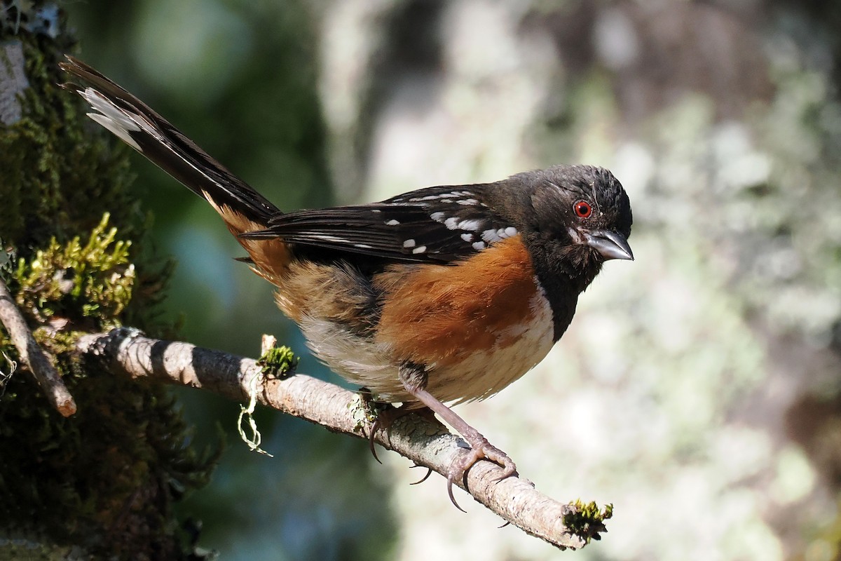 Spotted Towhee - ML619898821