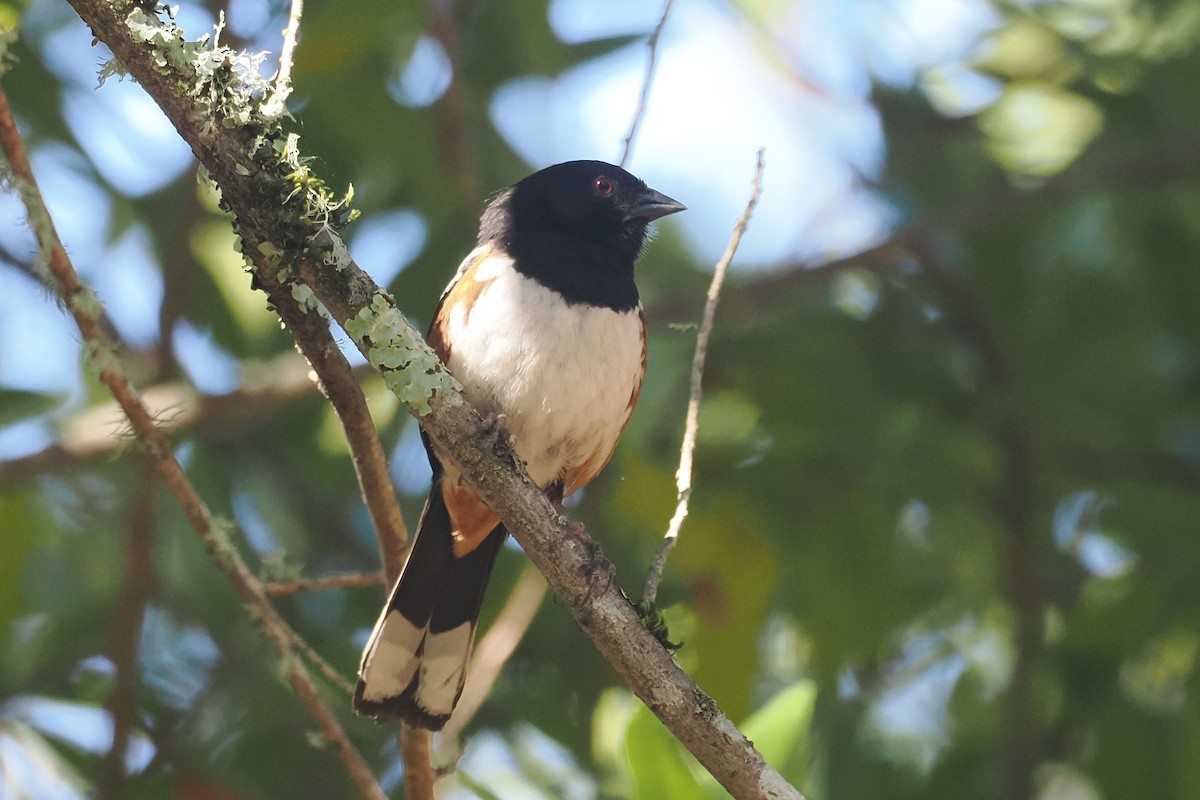 Spotted Towhee - ML619898822