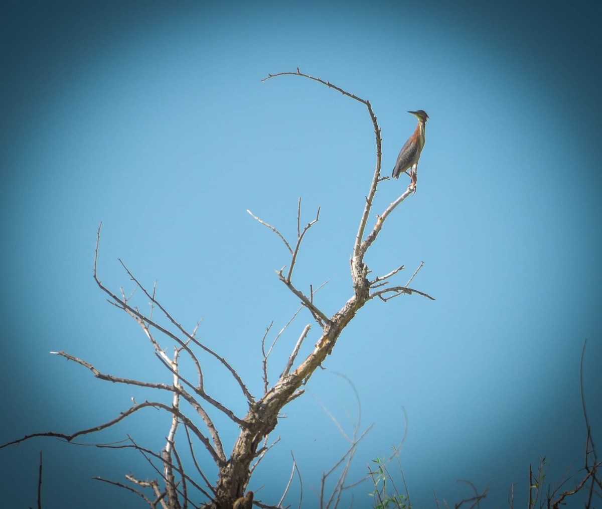 Green Heron - ML619898823