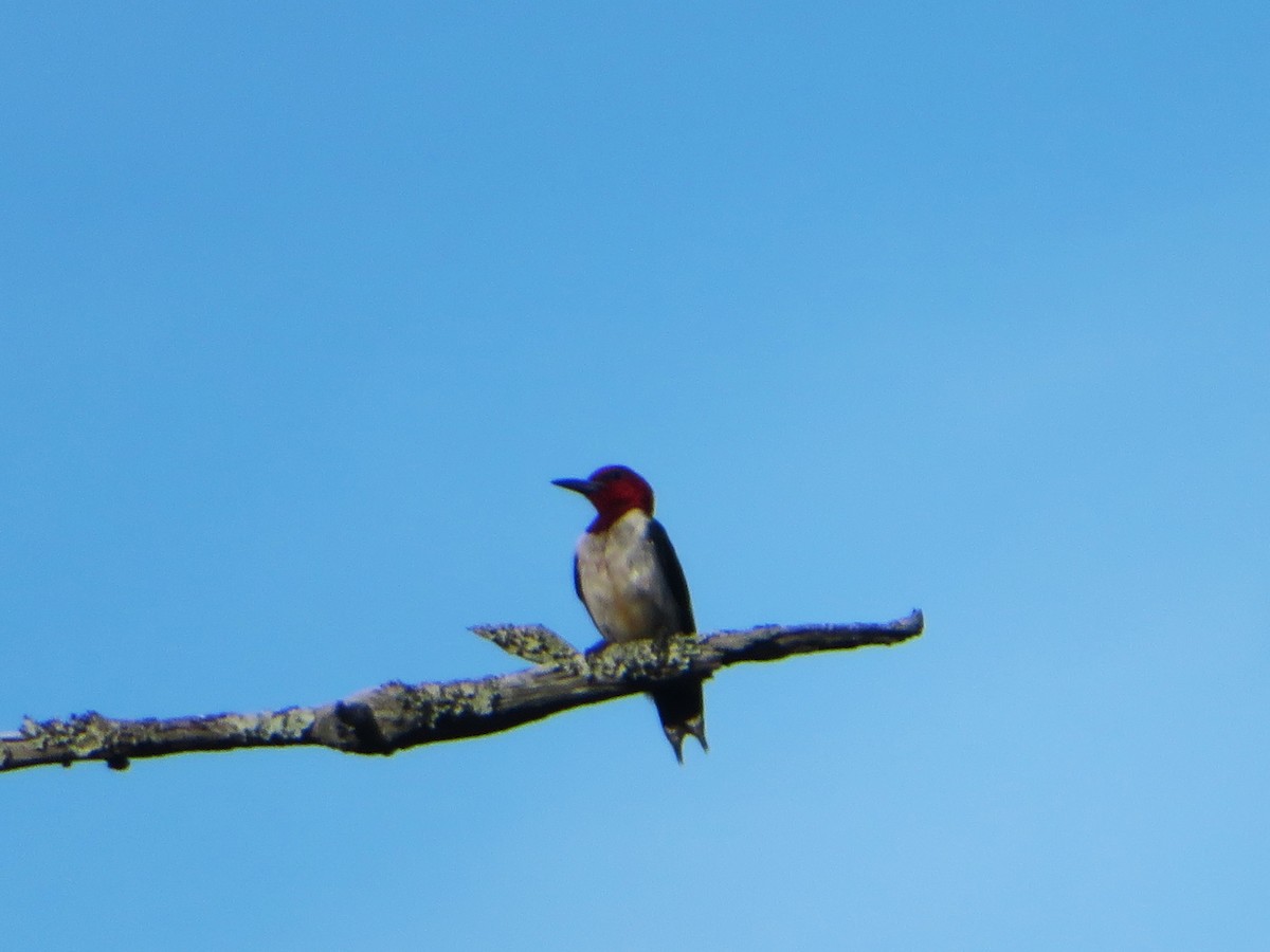 Red-headed Woodpecker - ML619898846