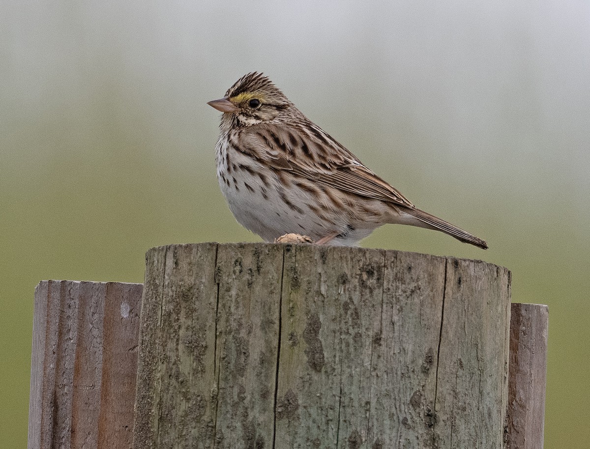 Savannah Sparrow - Bruce Jacobs