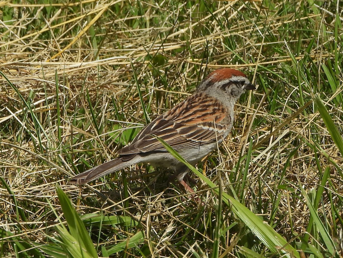 Chipping Sparrow - ML619898854