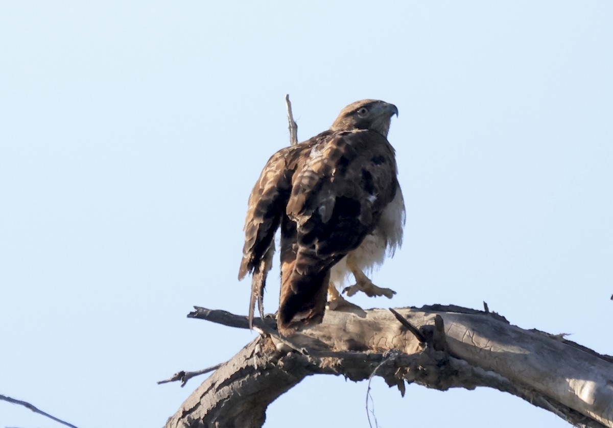 Red-tailed Hawk - ML619898879