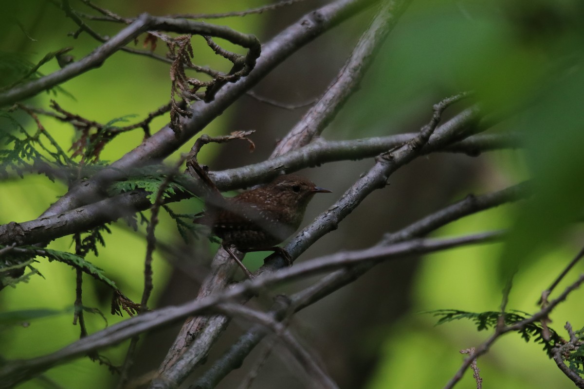 Winter Wren - ML619898881