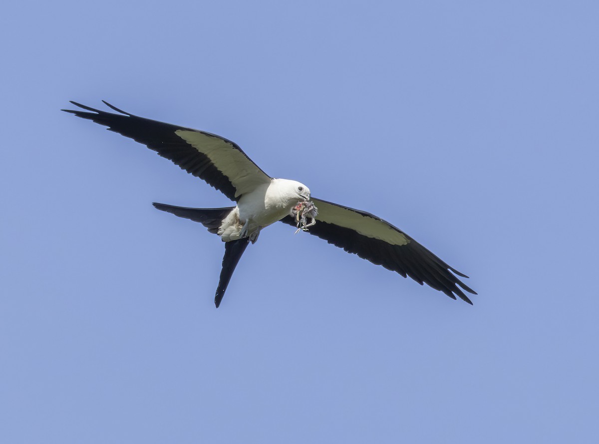 Swallow-tailed Kite - ML619898890