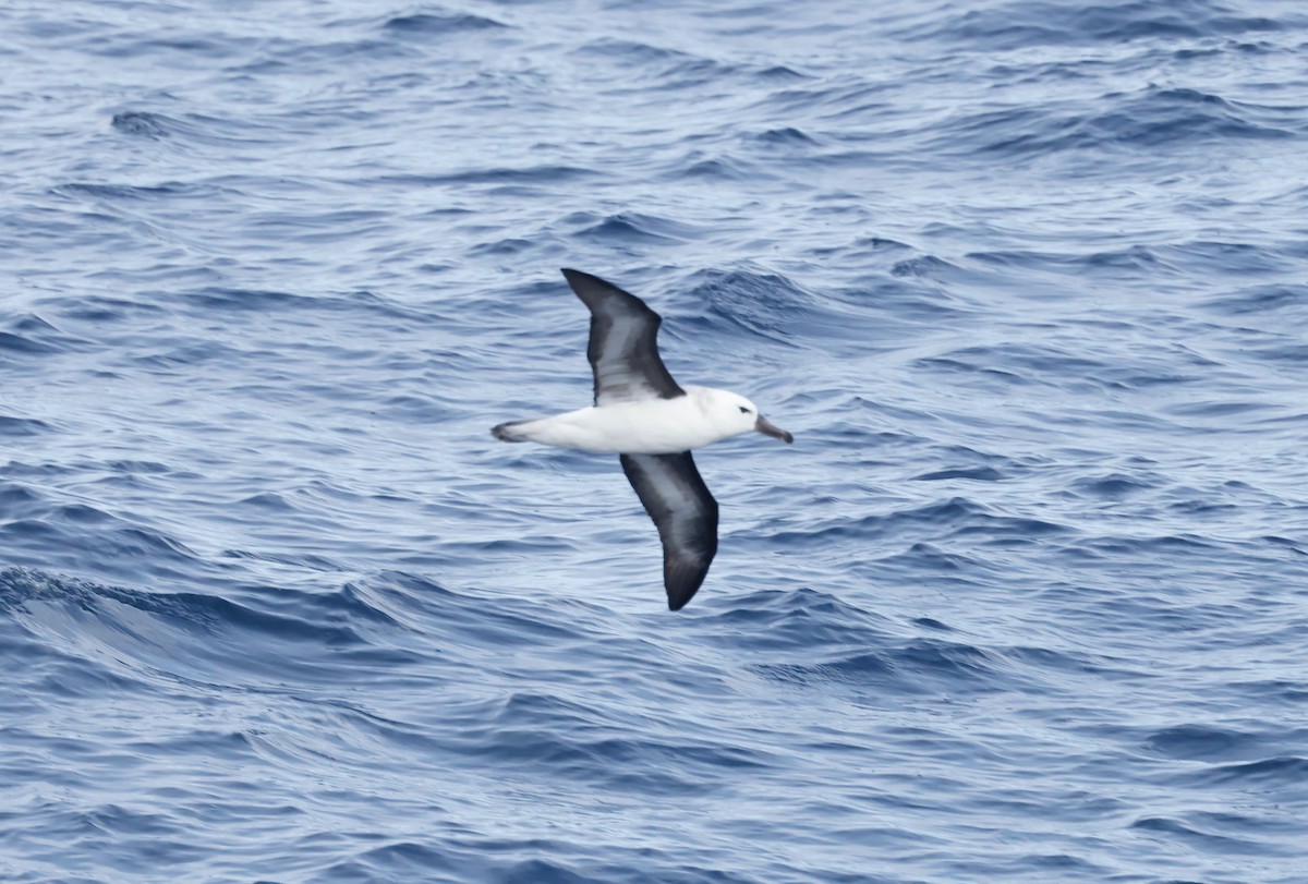 Чернобровый альбатрос - ML619898894