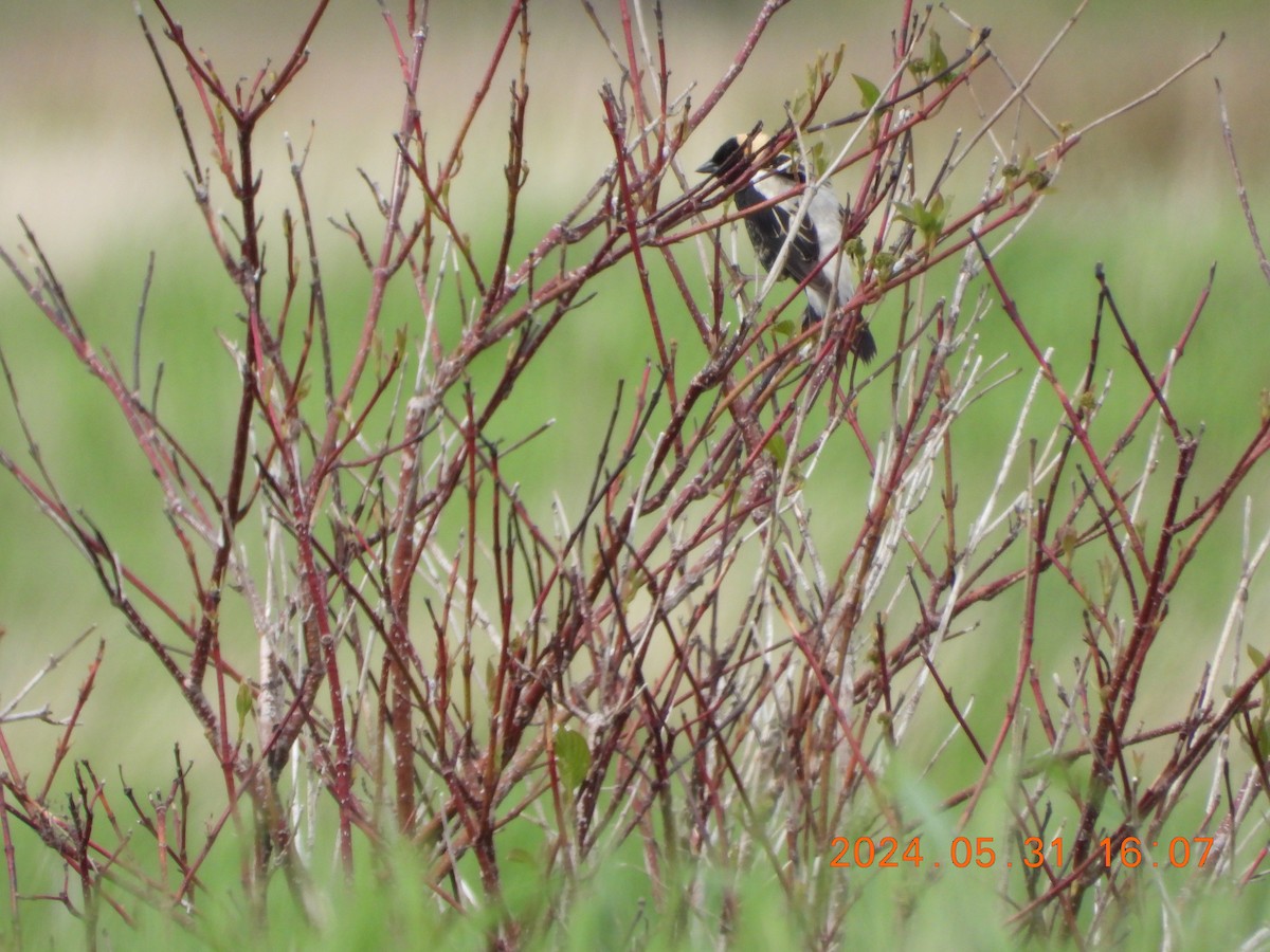 bobolink - ML619898902