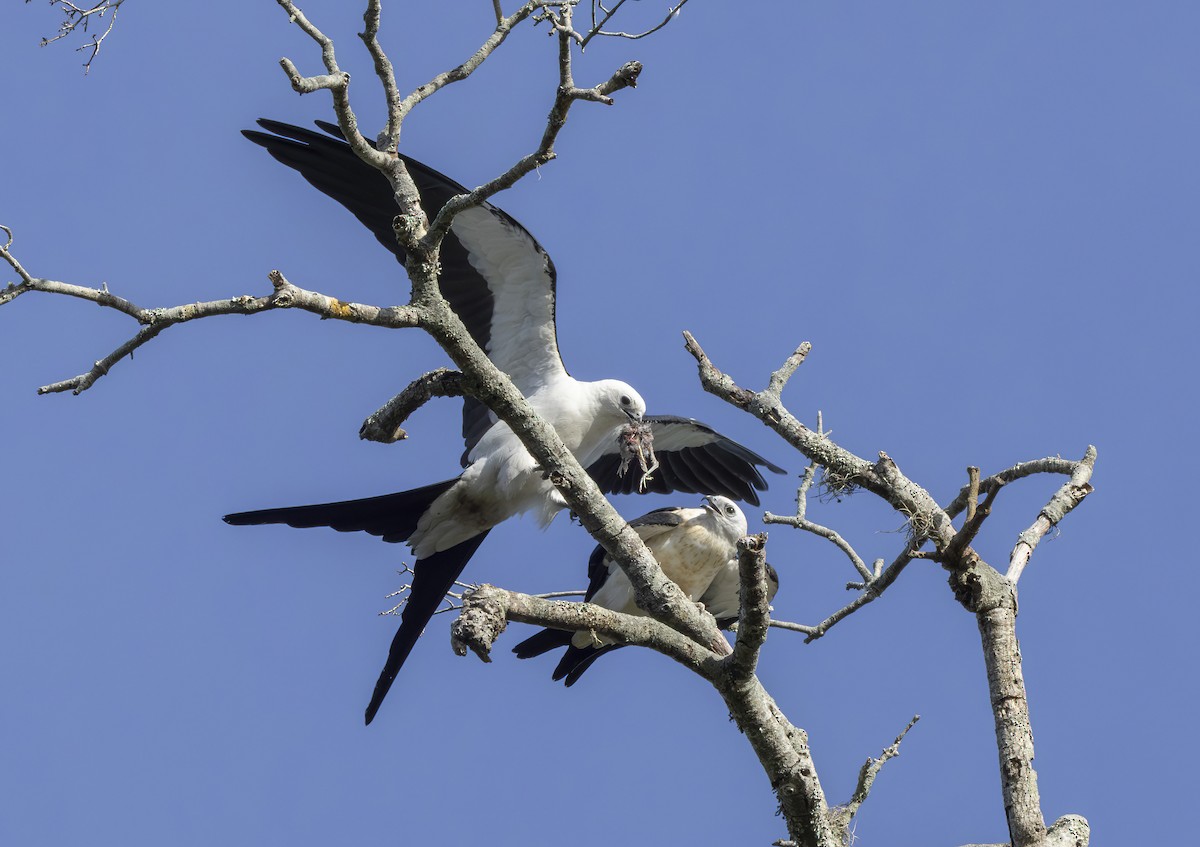 Swallow-tailed Kite - ML619898904