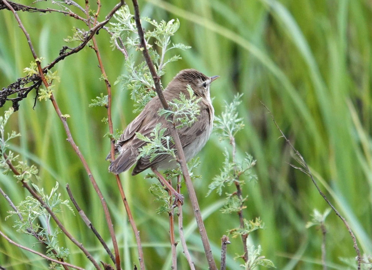 Booted Warbler - ML619898907