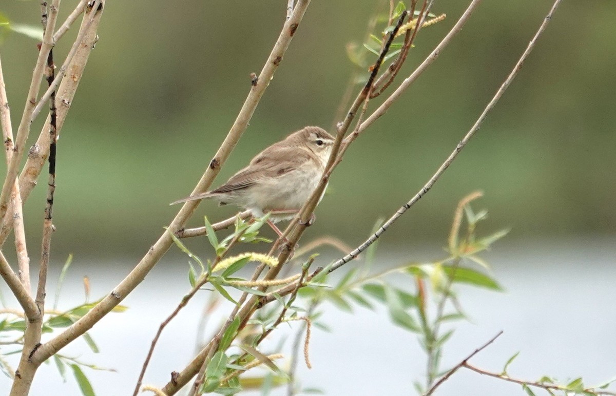 Booted Warbler - ML619898908