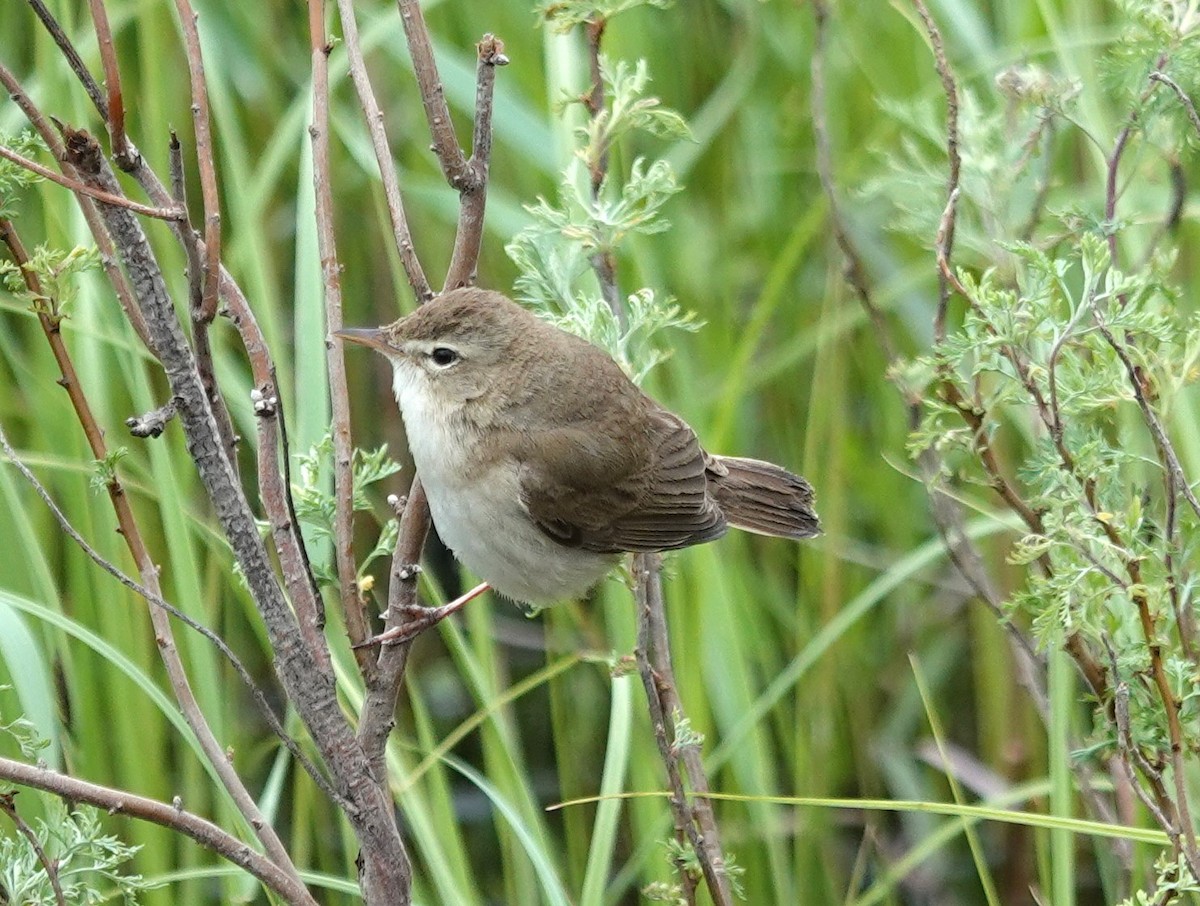 Booted Warbler - ML619898909