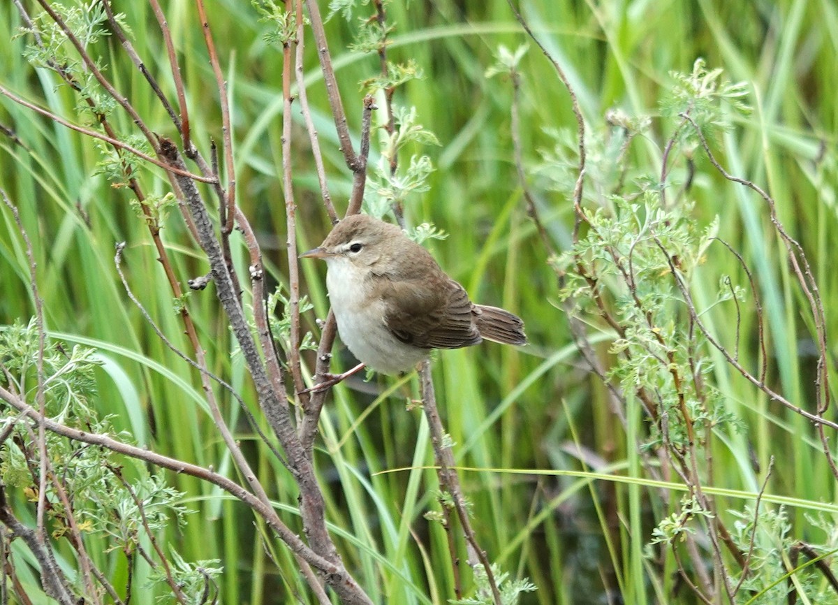 Booted Warbler - ML619898910