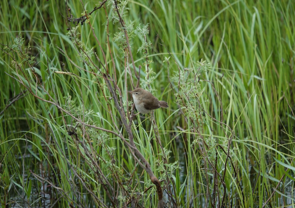 Booted Warbler - ML619898911