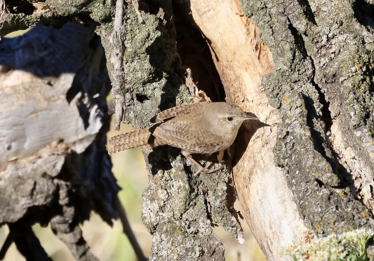 House Wren - ML619898915