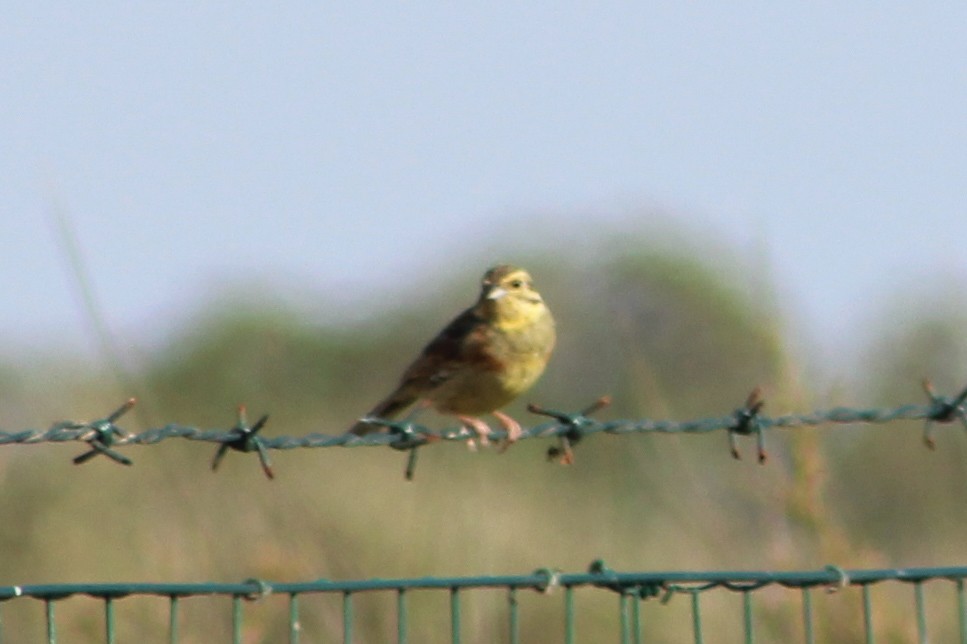 Cirl Bunting - ML619898918