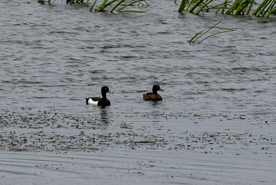 Tufted Duck - ML619898933