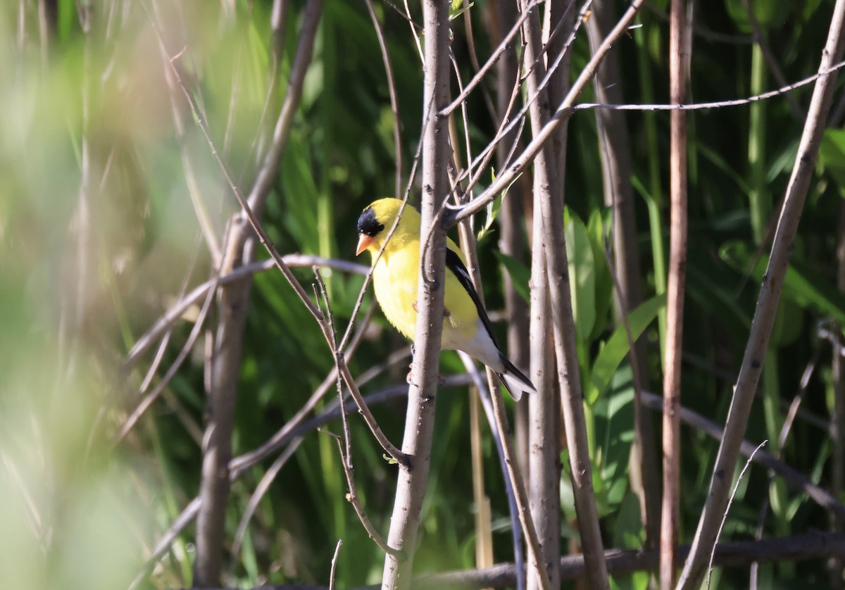 American Goldfinch - ML619898941