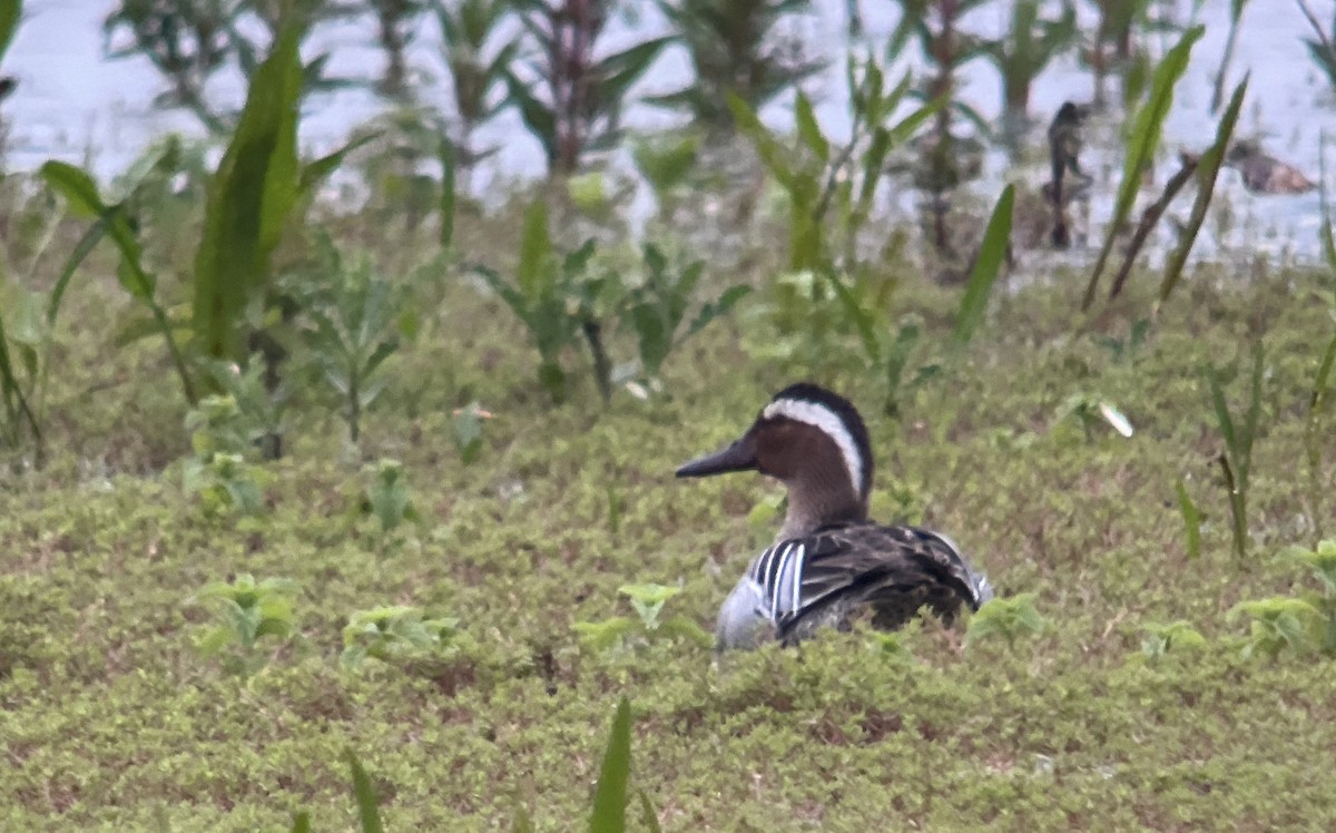 Garganey - ML619898948