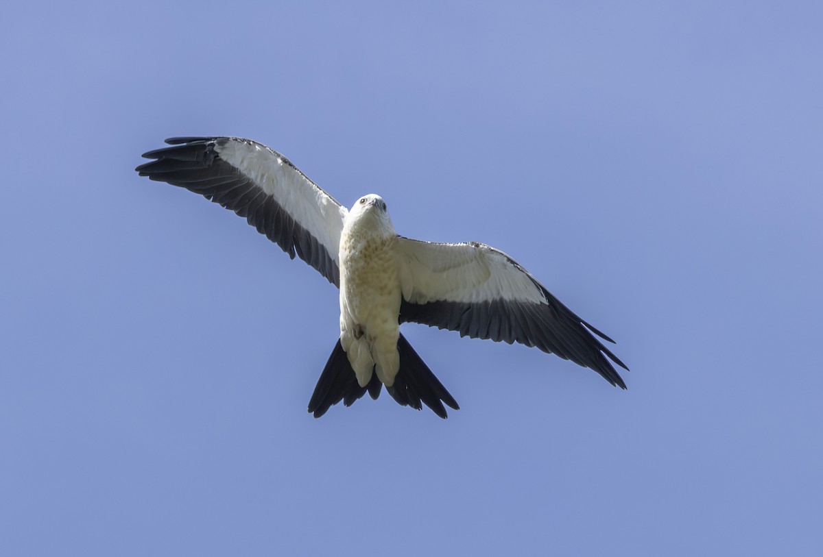 Swallow-tailed Kite - ML619898949
