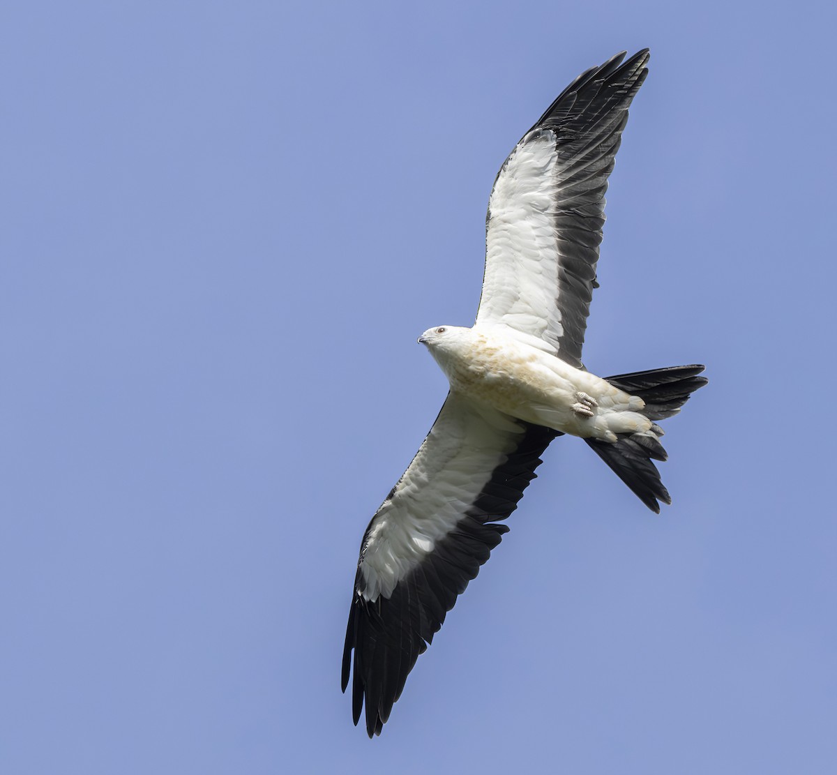 Swallow-tailed Kite - ML619898950