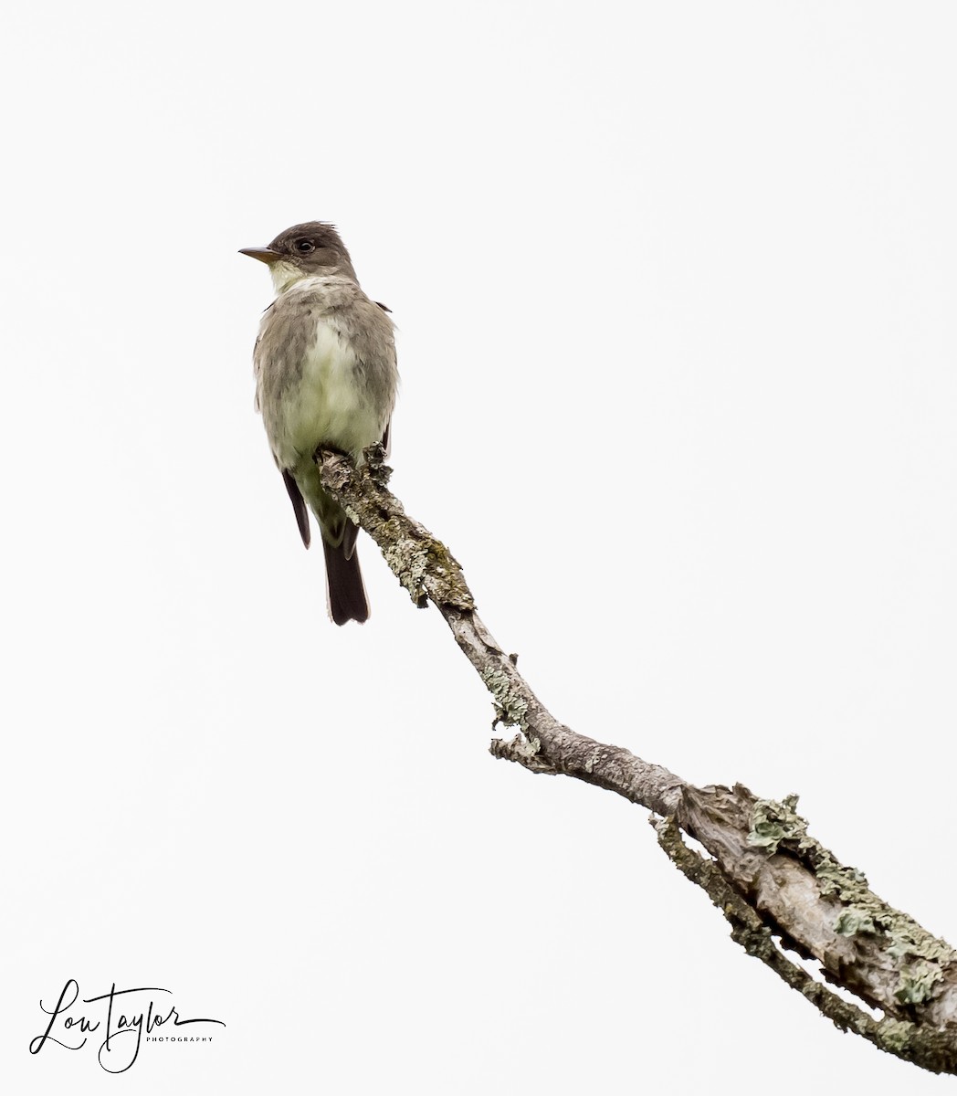 Olive-sided Flycatcher - ML619898954