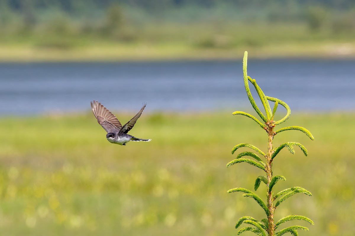 Eastern Kingbird - ML619898962