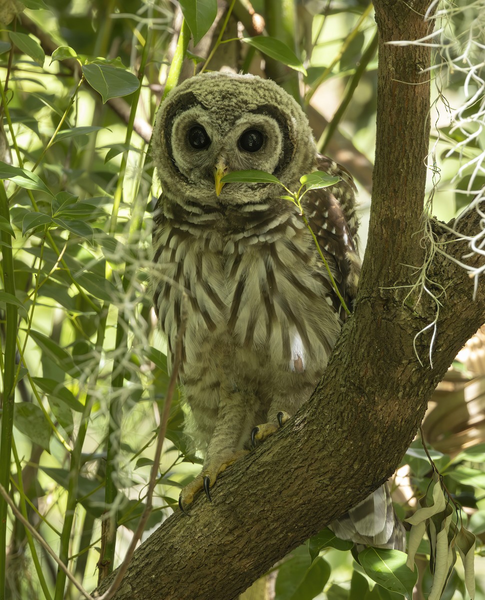 Barred Owl - ML619898986