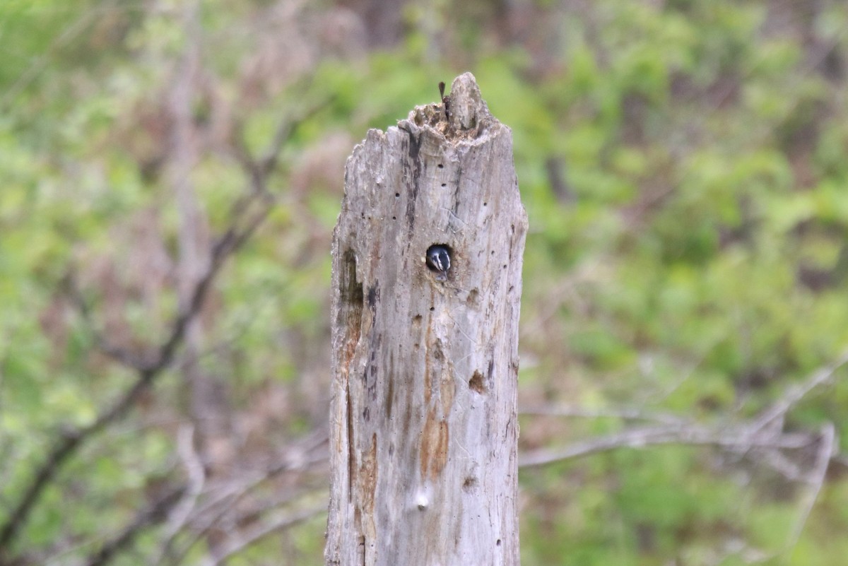 Red-breasted Nuthatch - ML619898994