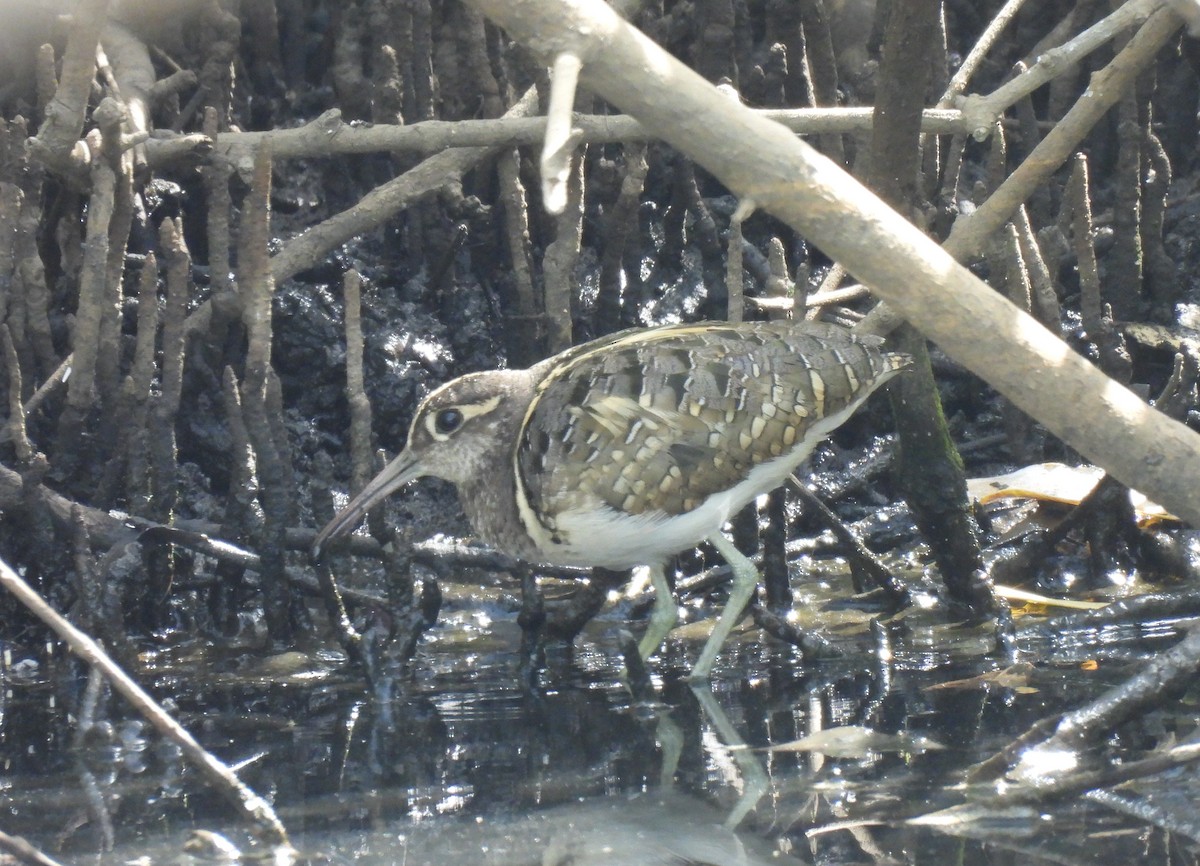 Greater Painted-Snipe - ML619899004