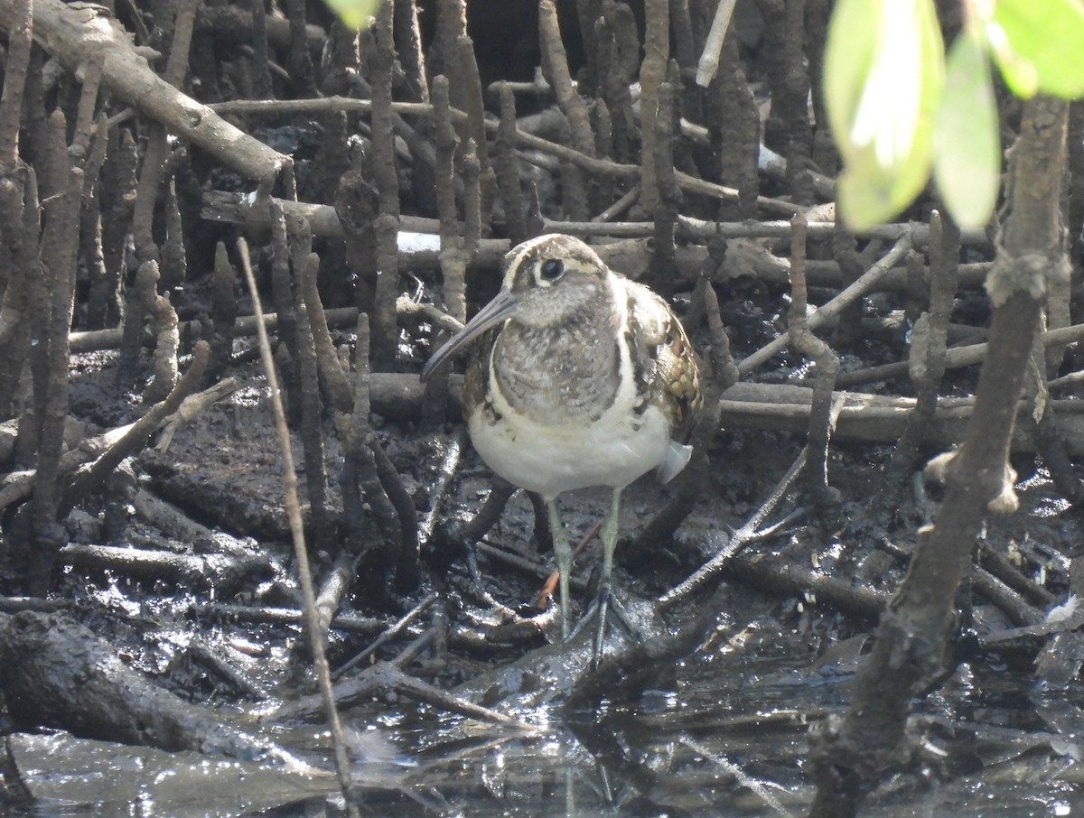 Greater Painted-Snipe - ML619899007