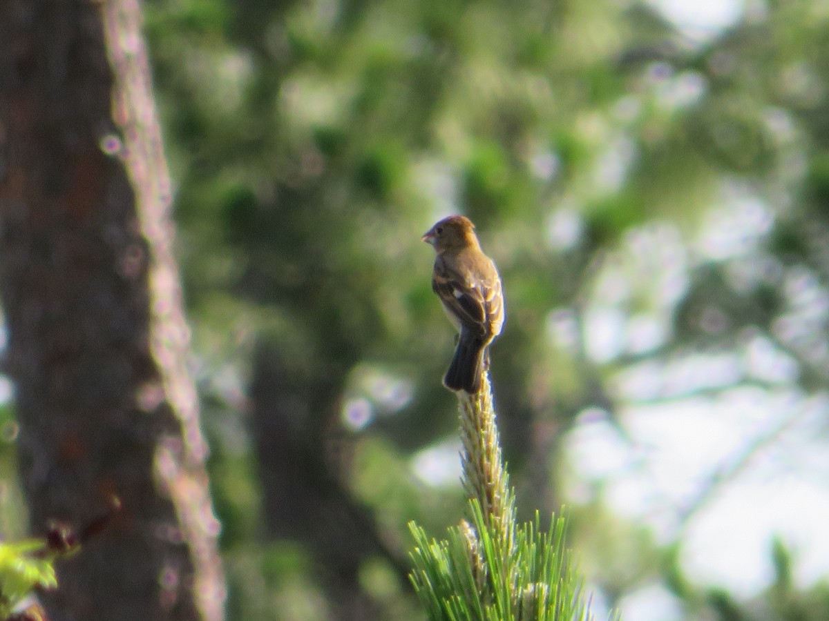 Blue Grosbeak - ML619899024