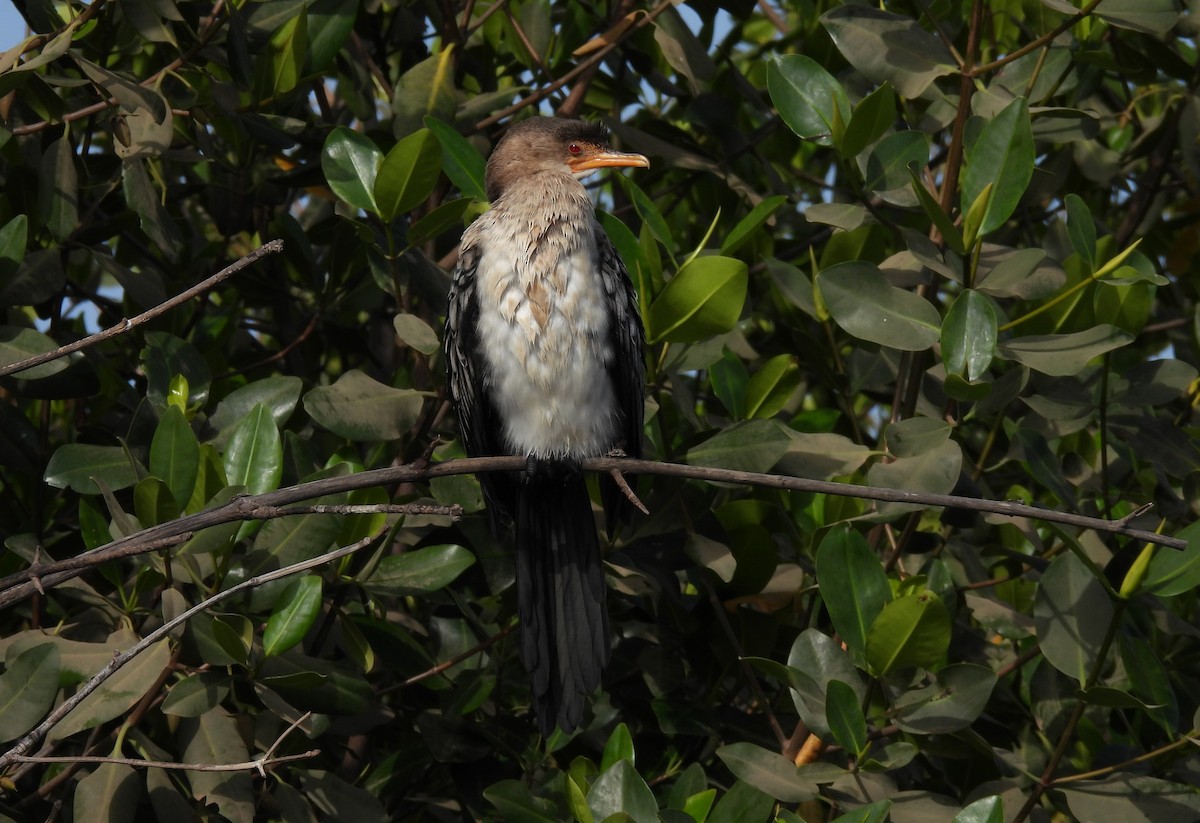 Long-tailed Cormorant - ML619899048