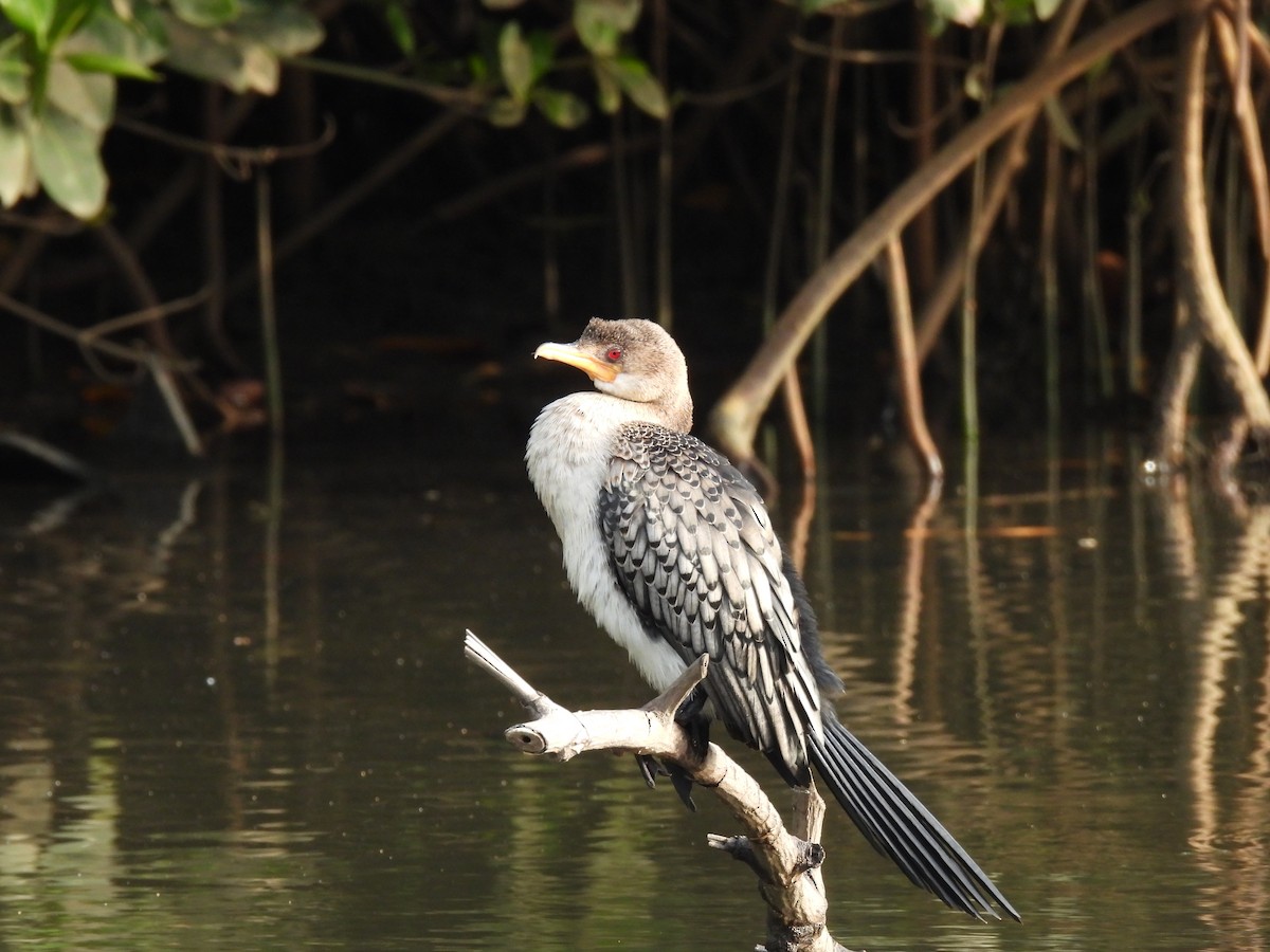 Long-tailed Cormorant - ML619899049