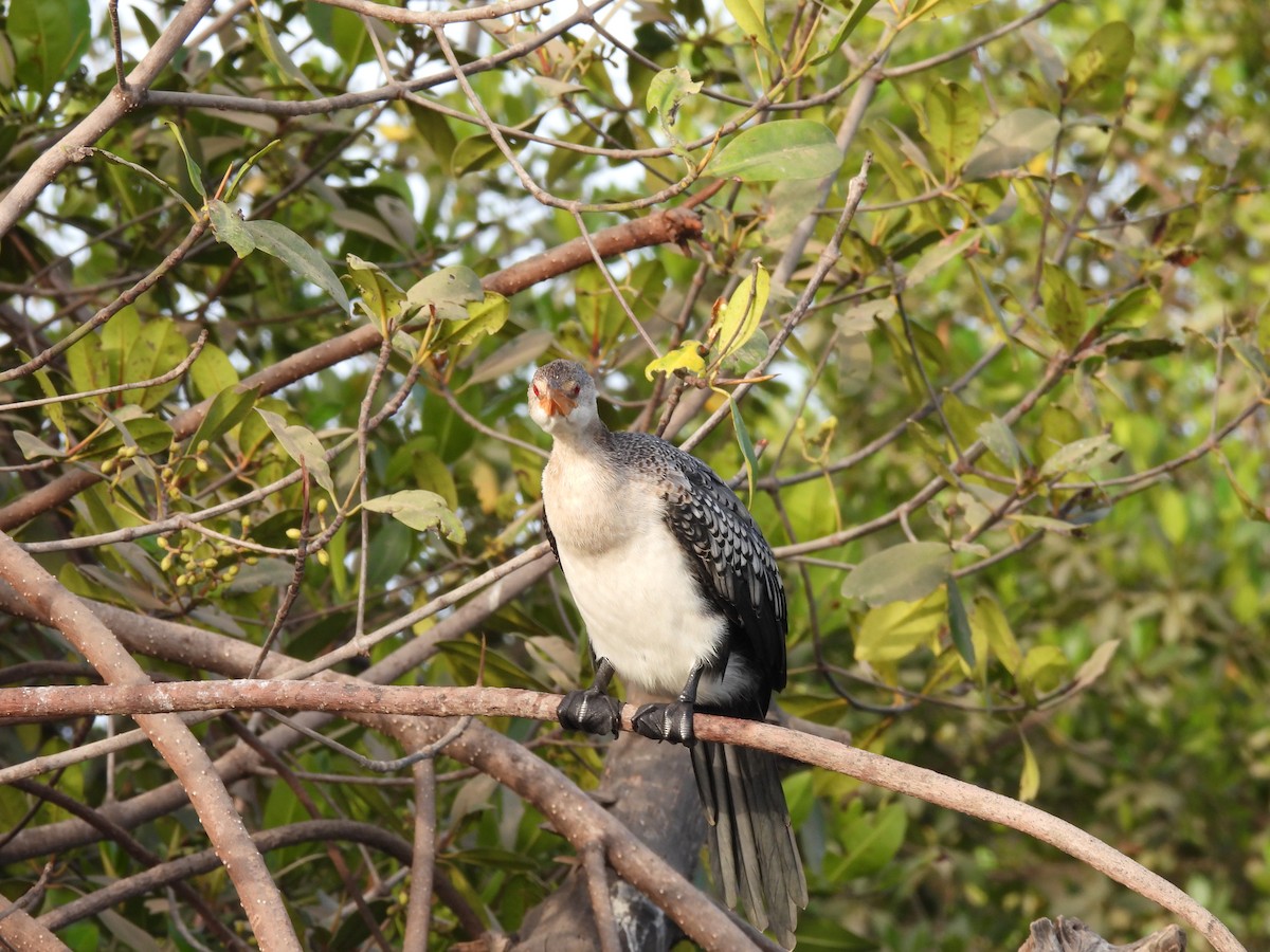 Long-tailed Cormorant - Toby Phelps