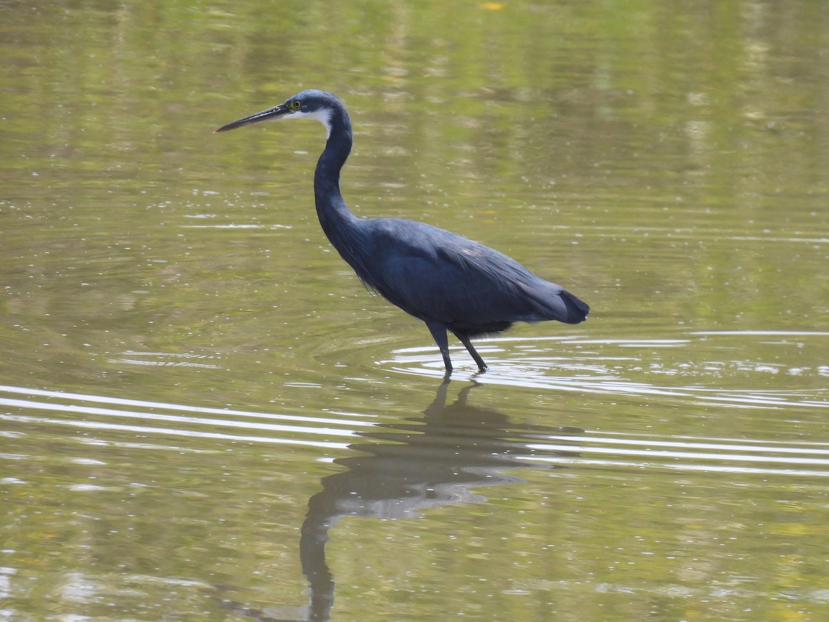 Western Reef-Heron - ML619899058