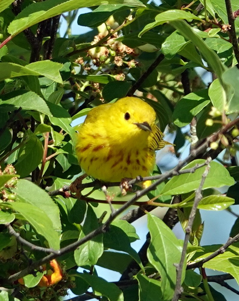 Yellow Warbler - ML619899070