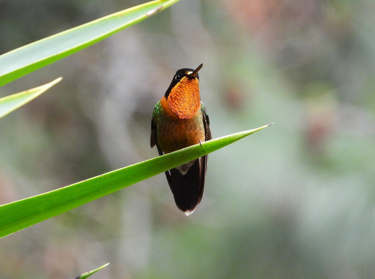 kolibřík oranžovohrdlý - ML619899073