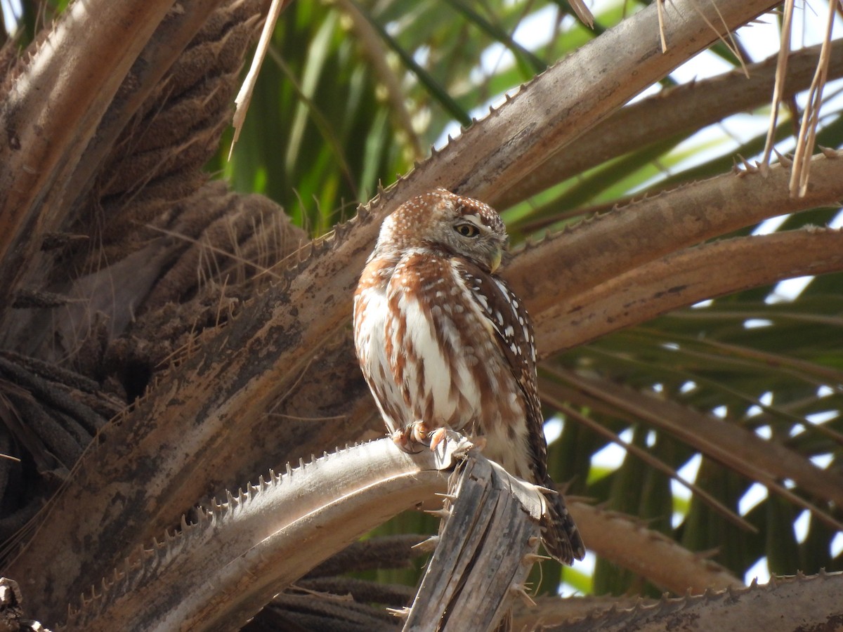 Pearl-spotted Owlet - ML619899079